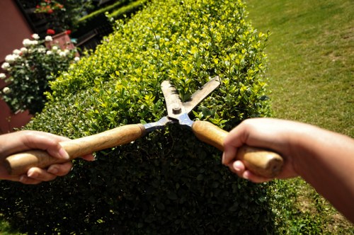 Professional tree surgery equipment used on a mature tree near a Barnes property